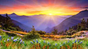 Awesome HD Colorful Field