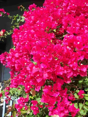  A burst of warmness and color with Bougainvillea
