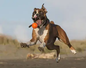 Boxer Dog Playing Fetch