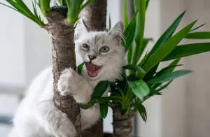 Cool Cat Hugging Plant