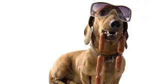 Cool Dachshund Dog With Sunglasses