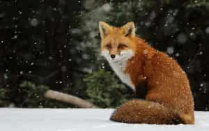 Cool Fox Snow Forest Stare