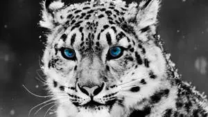 Look cool as a snow leopard with blue eyes