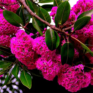 Crepe Myrtle Canopy View PNG nlo93