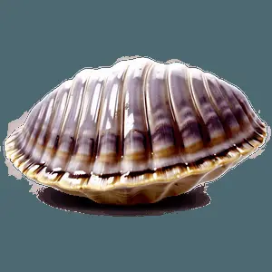 Cute Clam Shell PNG wix56