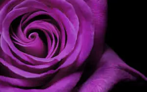 Color Purple Cool Realistic Rose 