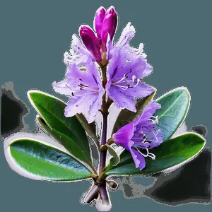 Purple Rhododendron PNG 6