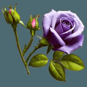 Purple Rose Background PNG 06242024