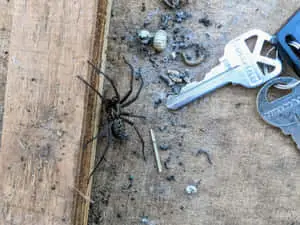 Spider pictures
