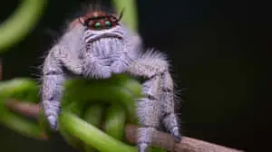 Spider pictures