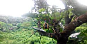 Spider pictures