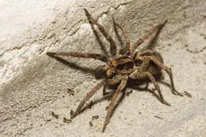 Spider pictures