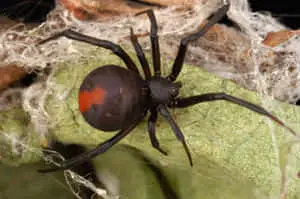 Spider pictures