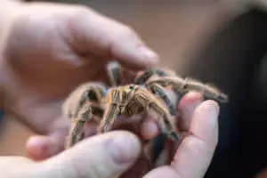 Spider pictures