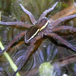 Spider pictures