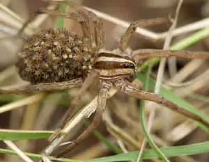 Spider pictures