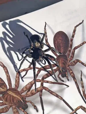 Spider pictures