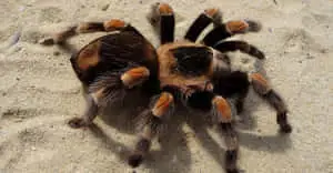 Spider pictures