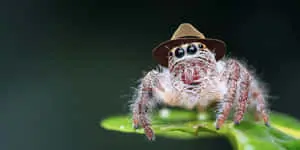 Spider pictures