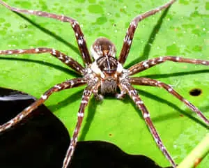 Spider pictures