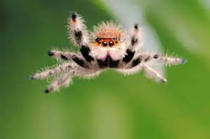 Spider pictures