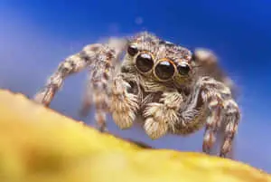 Spider pictures