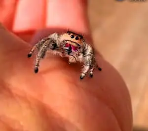 Spider pictures