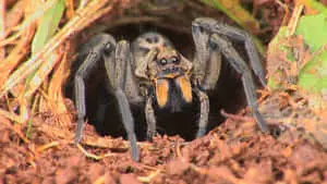 Spider pictures