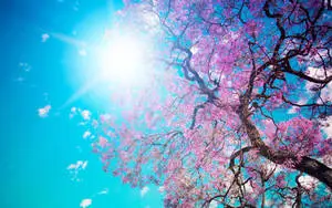 Beautiful Tree Spring Sky Computer