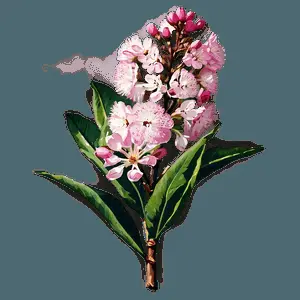 Vintage Crepe Myrtle Illustration PNG lbd86